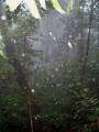Im Regenwald